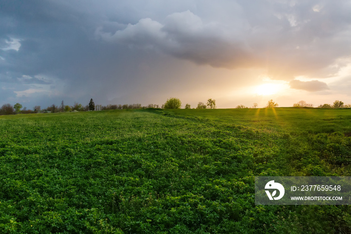 Field of the young alfalfa with other plants at sunset