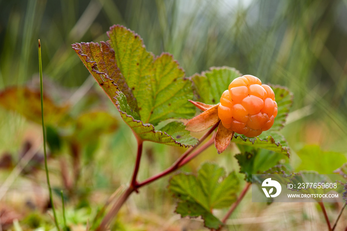 Close up of a cloud berry growing on the plant