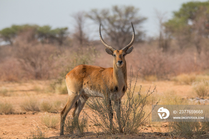 Common reedbuck in the savanna, Namibia, Africa