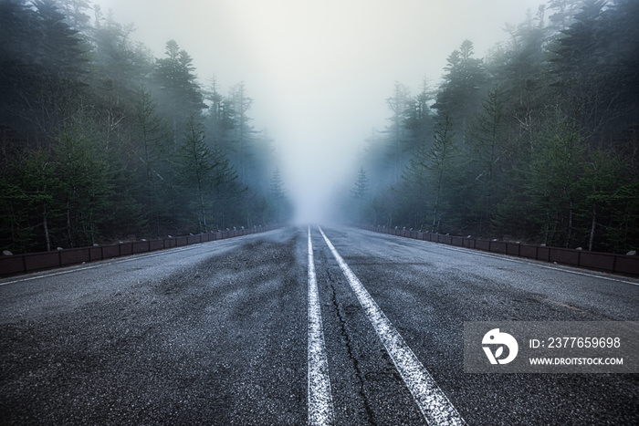 asphalt road goes through a misty dark , pine tree forest , japan