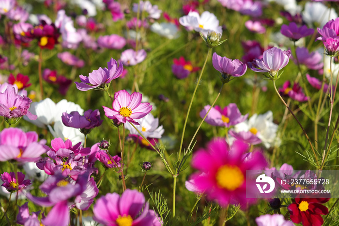 There are many cosmos blooming.