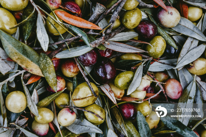 A pile of green olives  freshly collected during the harvesting. Harvested fresh olives. Lesbos. Greece.