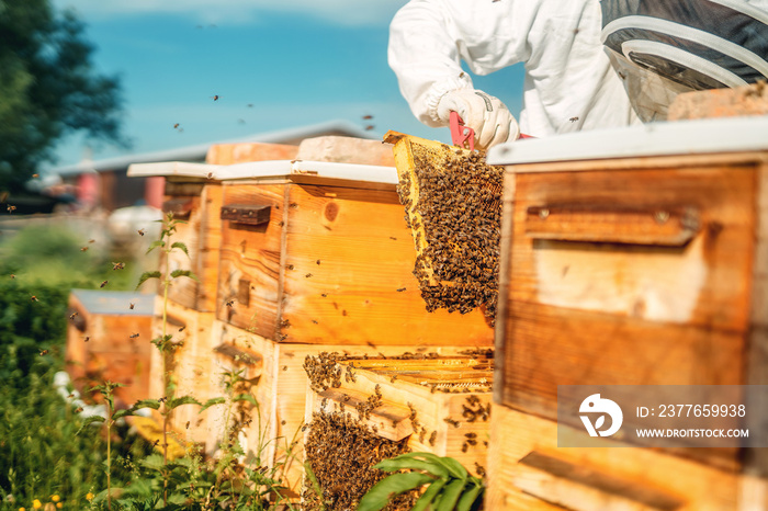 Beekeeper manipulating with honeycomb full of golden honey.