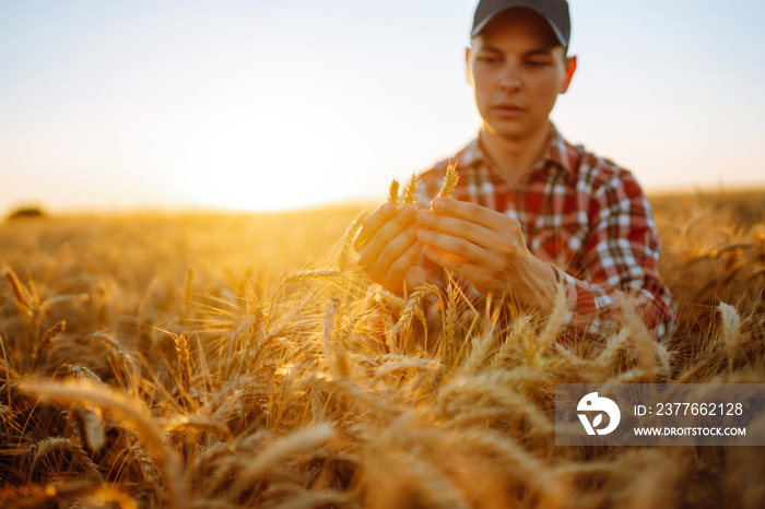 Man touching wheat spikelets in field. Farmer with ears of wheat in a wheat field. Harvesting. Agro business.