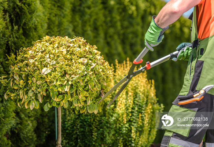 Garden Trees Shaping by Caucasian Professional Gardener