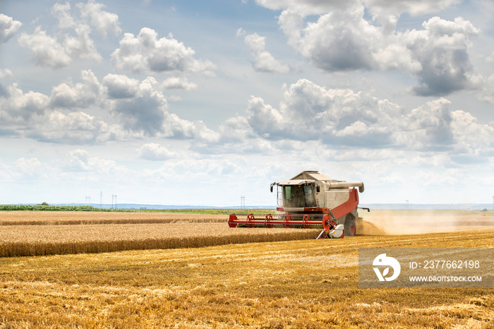 Combine harvester in action on wheat field. Harvesting is the process of gathering a ripe crop from the fields.