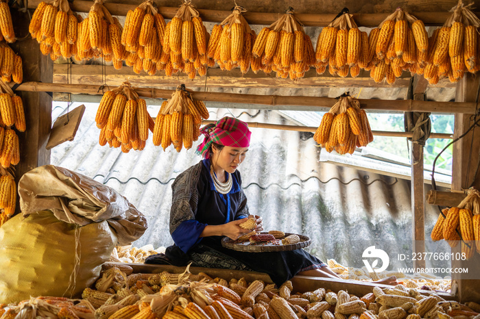 Hmong minority people working and smiling with labor achievements expressed happy, satisfied after date of harvest corn on a fall morning in Mu Cang Chai town, Yen Bai, Vietnam