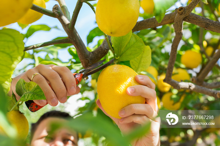 Smiling young man farmer harvesting, picking lemons in the orchard