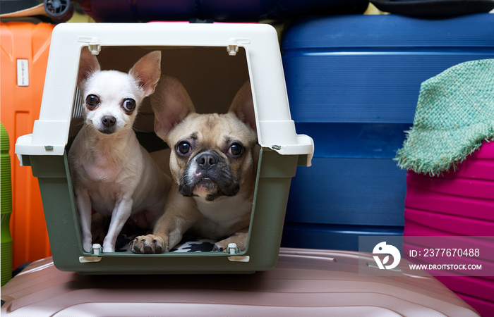 Two dogs, a bulldog and a chihuahua in a carrier, are waiting for the start of the journey, calmly looking at the camera