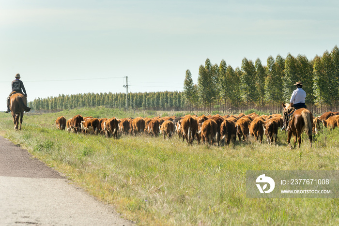 A countryman gathers and leads the cattle next to the road