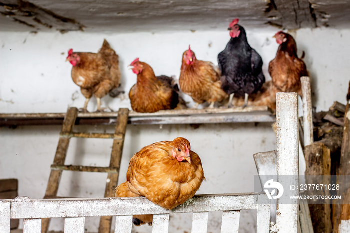 Black and brown chickens in the henhouse on the farm_