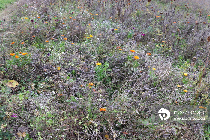 Ungemähte Wiese im Herbst. Wilde Wiese. Naturwiese. Blumenwiese. Hintergrund Blumenwiese.