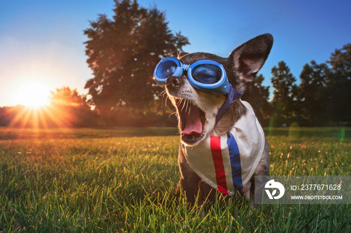 cute chihuahua wearing goggles and a bandana sitting on grass and yawning at sunrise