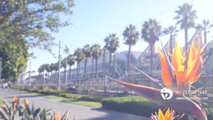 Palm trees and strelitzia crane flower, San Diego city street, California USA. Palmtrees and tropical bird of paradise, sunny day. Row of palms on promenade by Convention Center and Gaslamp Quarter.