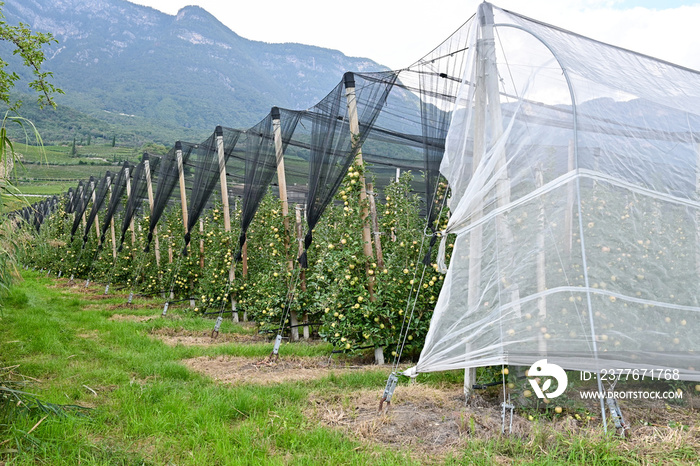 Mit Netzen abgedeckte Apfelplantage mit Apfelbäumen bei Kaltern am See,  Provinz Bozen, Südtirol Italien