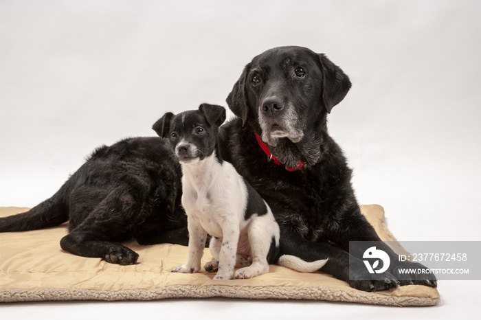 An elderly black labrador bitch and her new 3 month old Jack Russell cross puppy friend watch alertly for instruction while they pose on a white seamless background in the studio