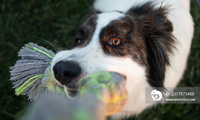 close up on dog playing with rope