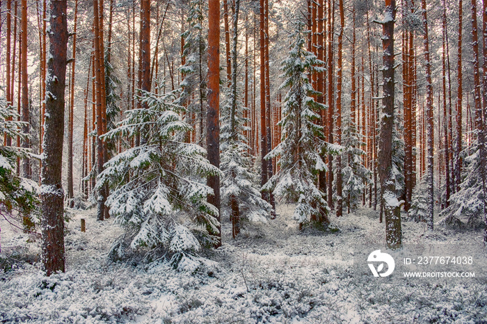 Magical winter New Year’s forest in the snow after a snowfall. Little Christmas trees among the pines