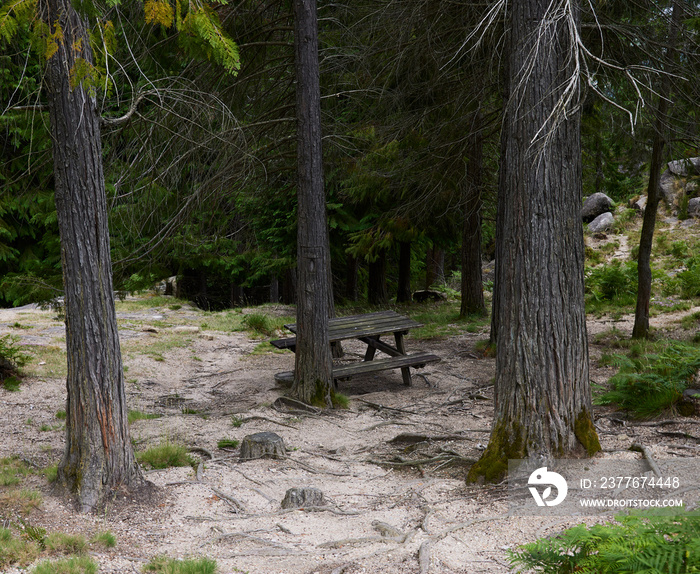 Picnic area. Wooden tables for picnics in a forest in Portugal