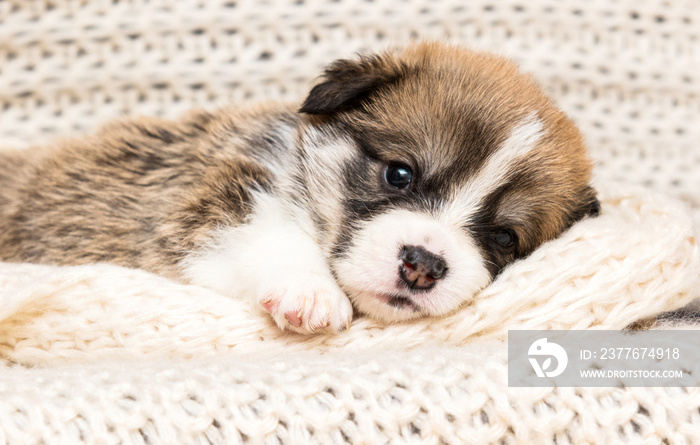 welsh corgi puppy on a knitted background