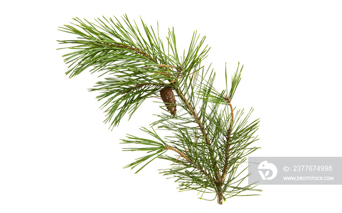 pine branch isolated