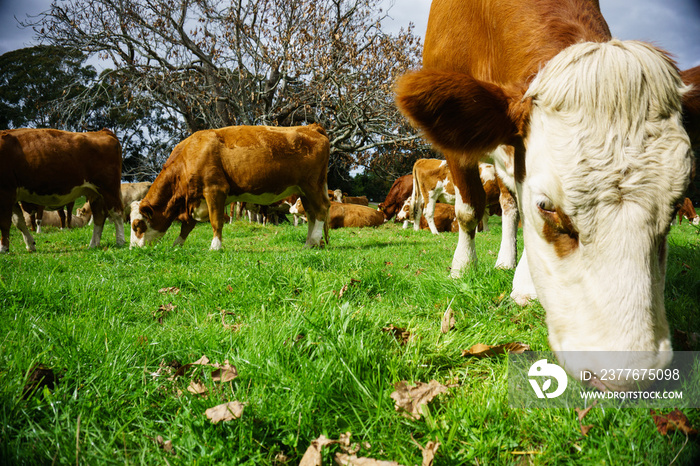 Cattle grazing in typical agricultural image