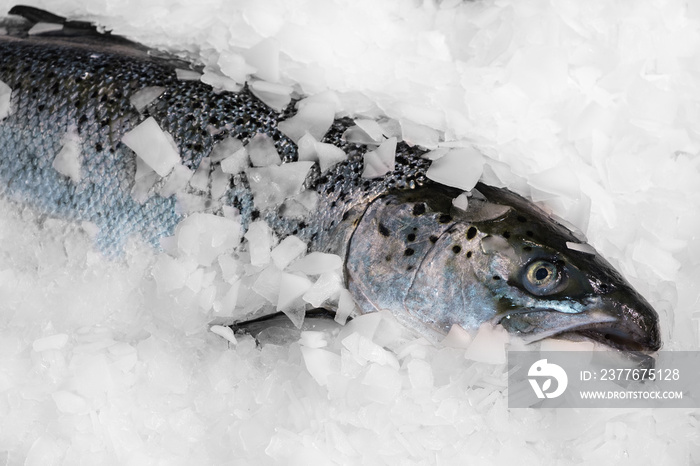 Fresh Norwegian salmon on ice in supermarket