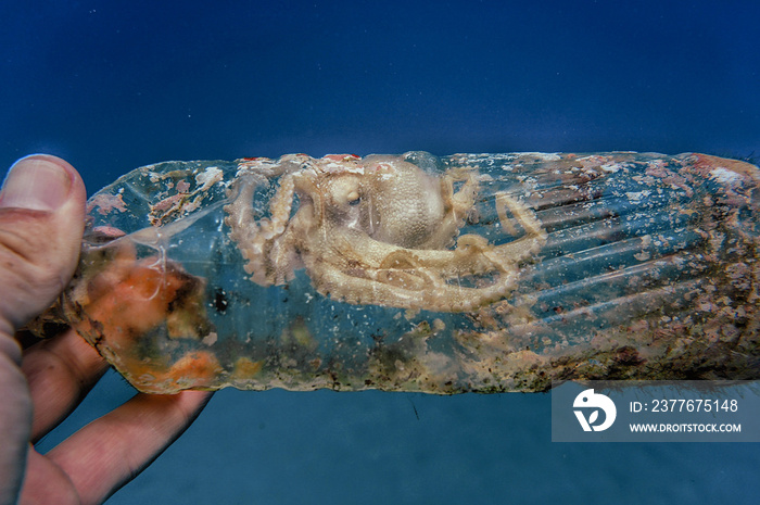 Octopus in Living in Plastic Bottle in Hawaii