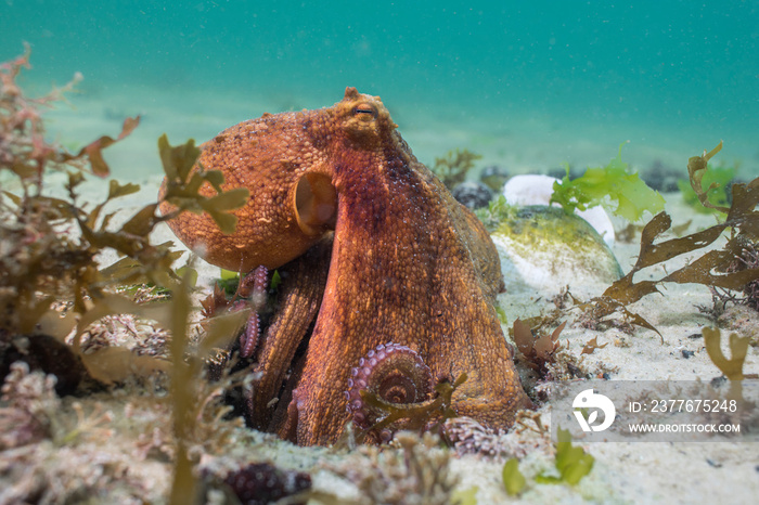 Close up of a Common Octopus (Octopus vulgaris) sitting on top of its den, side view.