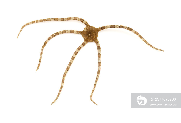 Fauna of Atlantic ocean around Gran Canaria - Ophioderma longicaudum brittle star isolated on white background