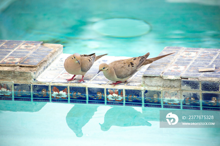 Two mourning doves drink from a swimming pool