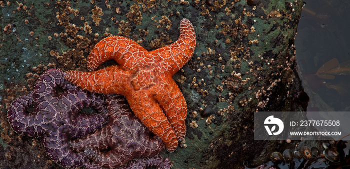 A group of starfish in a tide pool, Rialto Beach, Oregon, Pacific North West, USA