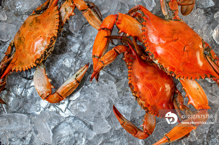 group of steamed whole blue crabs on ice flat lay