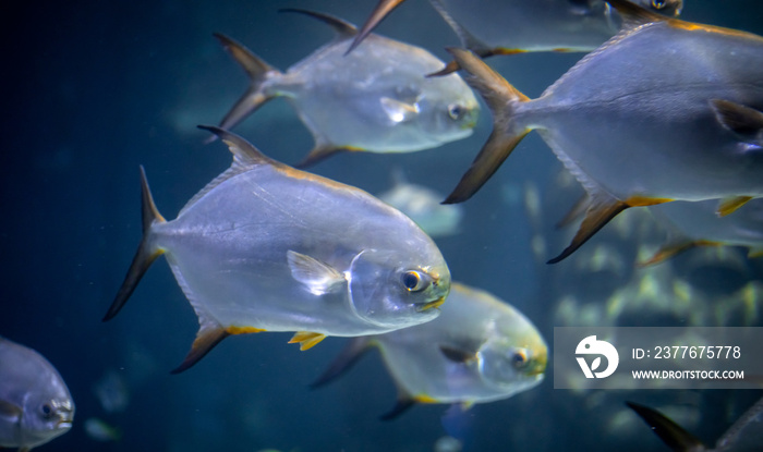 Pompano fish in an aquarium