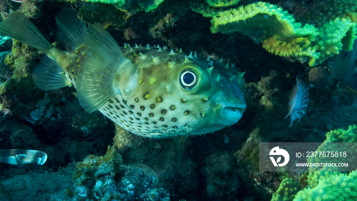 Porcupinefish is hiding under under Lettuce coral. Ajargo, Giant Porcupinefish or Spotted Porcupine Fish (Diodon hystrix) and Lettuce coral or Yellow Scroll Coral (Turbinaria reniformis).