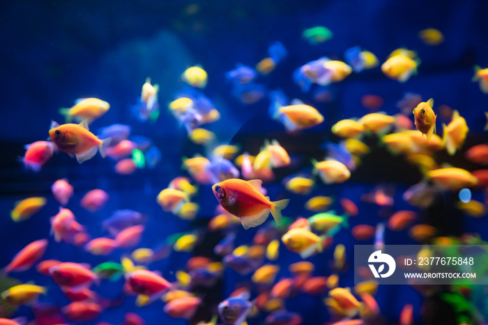 A lot of colorful fishes in aquarium for design purpose