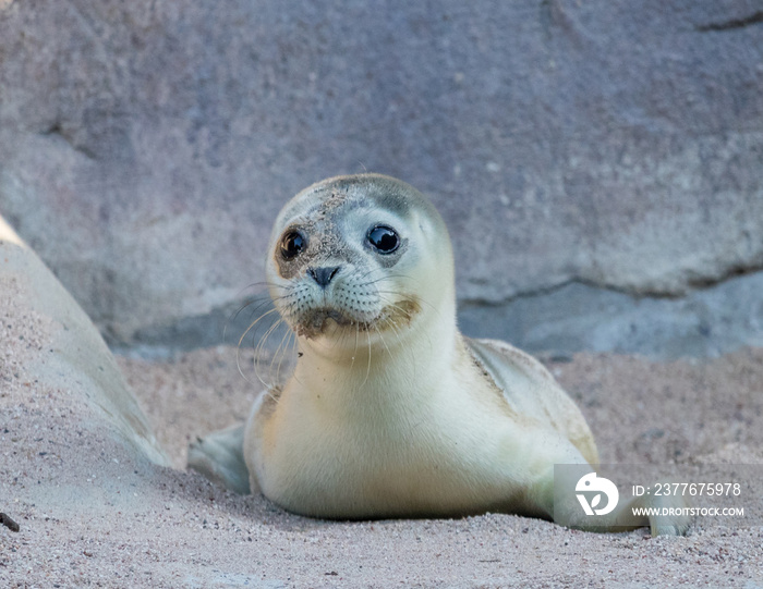 Cute Baby Seal