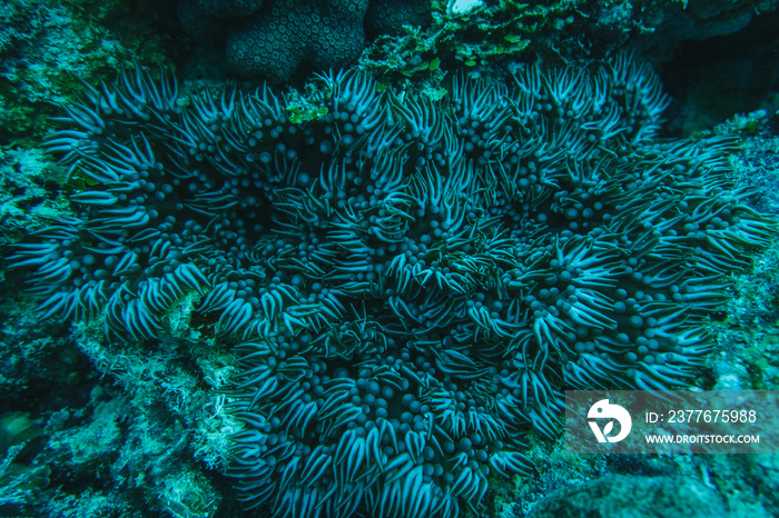 coral reef macro ,texture, abstract marine ecosystem background on a coral reef