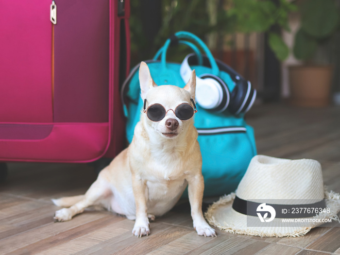 brown short hair chihuahua dog wearing sunglasses  sitting with woven bag, blue backpack , pink suitcase and straw hat, looking  at camera. Travel with pets concept.