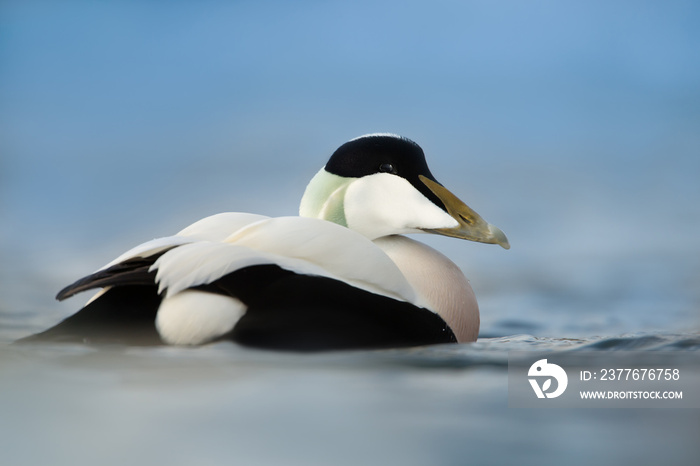 Close-up of a male Common Eider