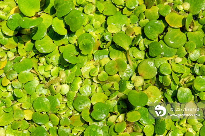 American spongeplant is a floating aquatic plant. Frogbit garden plant