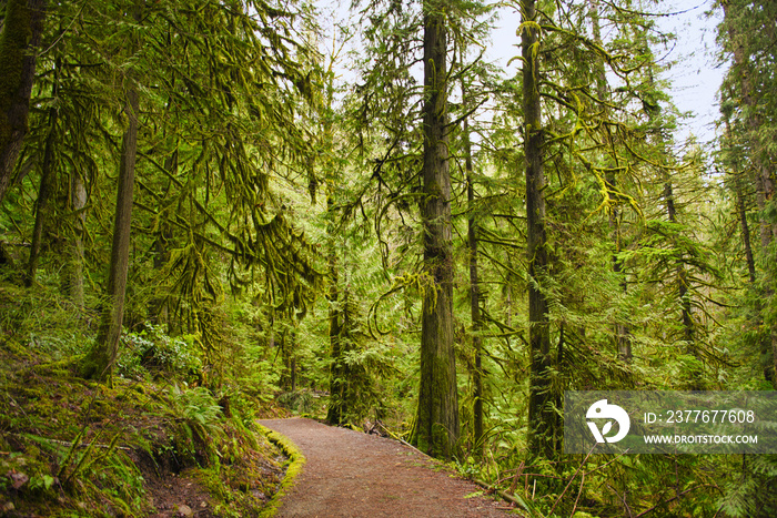 Trail with mossy tree trunks in old growth rain forest in Vancouver Island, BC