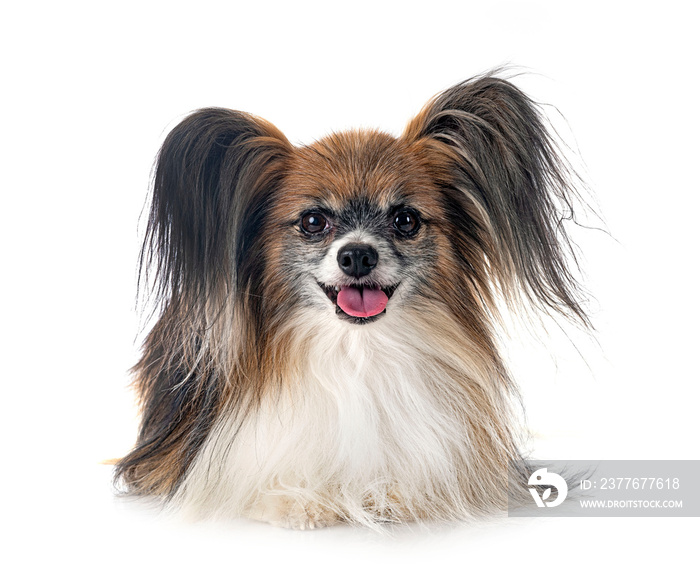 papillon dog in studio