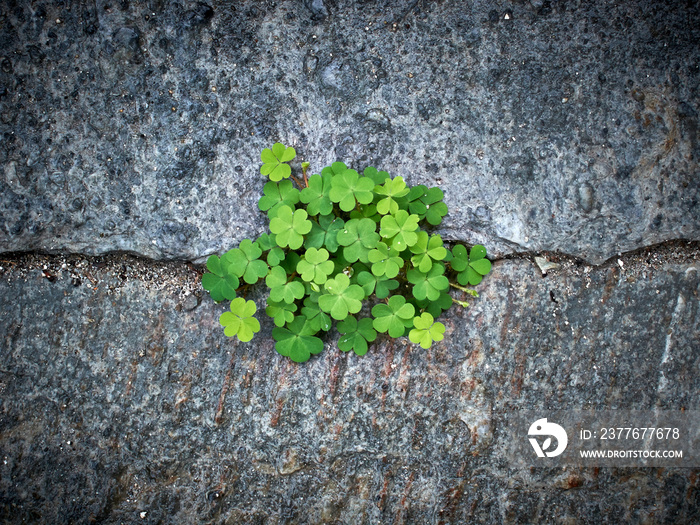 green clovers on the stone