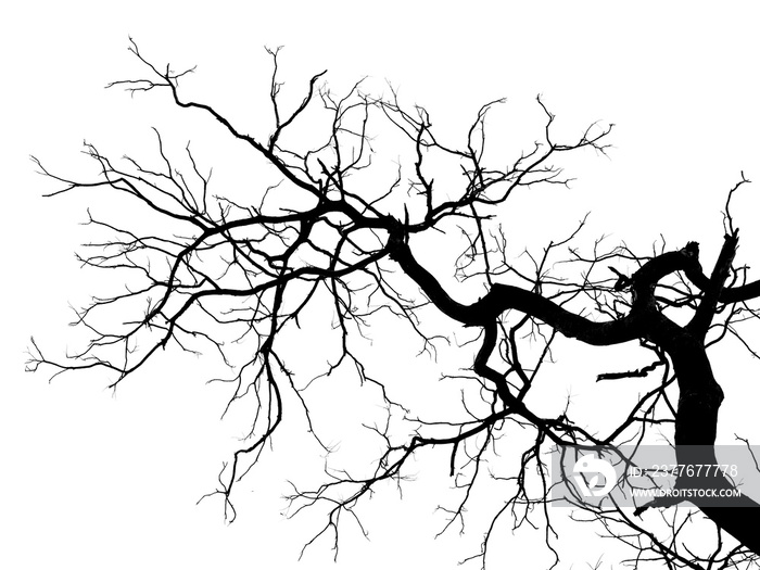 branch of tree silhouette on white background