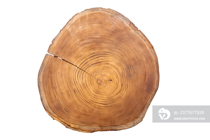 Large circular piece of wood cross section with tree ring texture pattern isolated on white background