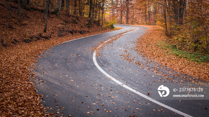 Curvy asphalt road in the autumn forest