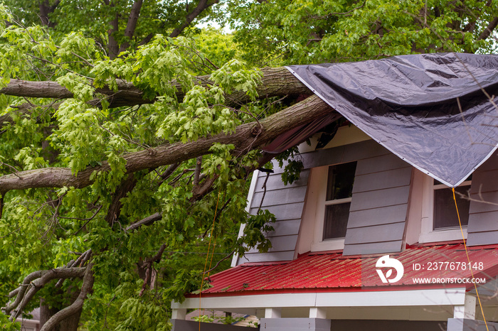 Heavy tree on a roof top is covered with a tarp until a tree  crew can get there