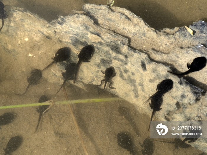 frog tadpole in a swamp