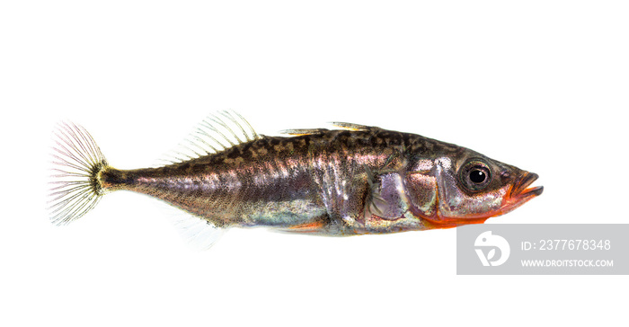 Three-spined stickleback, Gasterosteus aculeatus, isolated on white